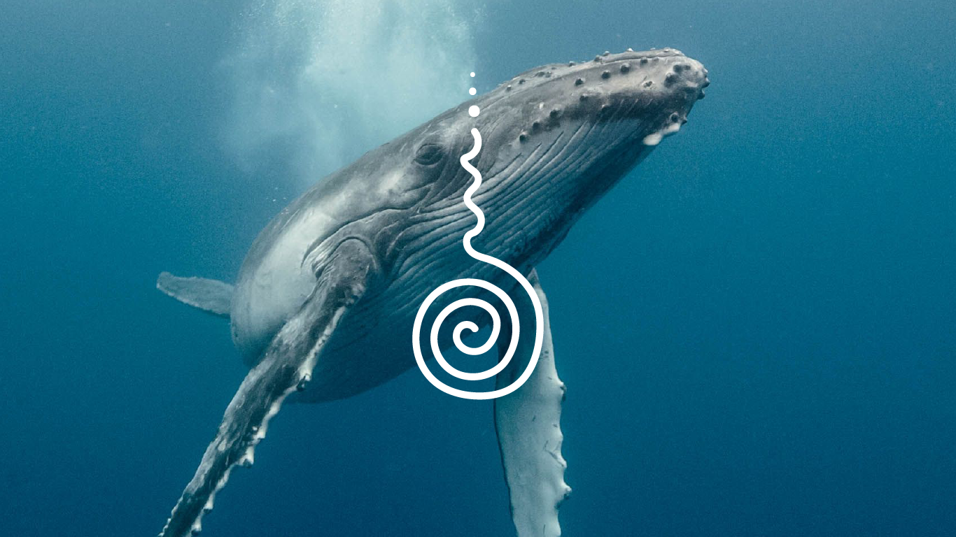 Leia mais sobre o artigo Mensagem das Baleias